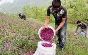 کشت گیاهان دارویی در ۱۷۰۰ هکتار از اراضی کهگیلویه و بویراحمد