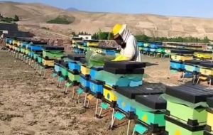تولید ۹۳ تن عسل در گچساران طی سه‌ماهه نخست امسال