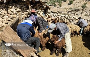 واکسیناسیون ۲ هزار و ۸۵۰ رأس دام در اردوی جهادی دامپزشکی چرام واکسیناسیون ۲ هزار و ۸۵۰ رأس دام در اردوی جهادی دامپزشکی چرام